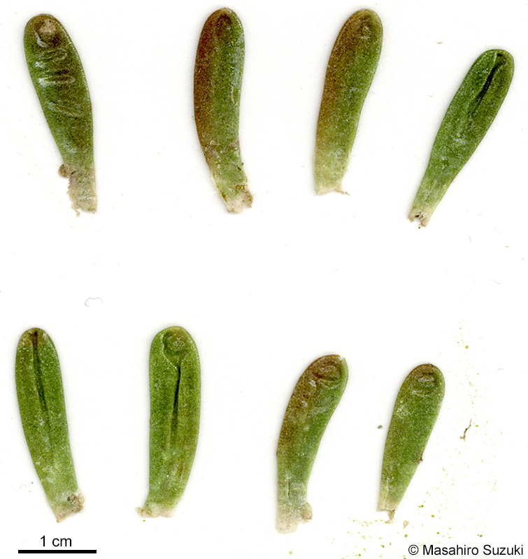 ナガミズタマ Bornetella nitida